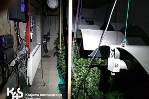 Papierosy i plantacja marihuany – akcja służb w 4 województwach