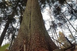 Złodzieje stroiszu leśnego - epidemia niszczycieli drzew w polskich lasach