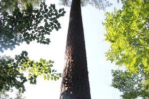 Międzynarodowy Dzień Lasów: Łączą nas drzewa... 
