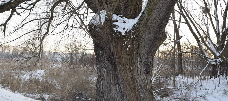 Mowa o wierzbie białej (łac. Salix alba), której obwód na wysokości 130 cm od ziemi wynosi aż 549 cm!