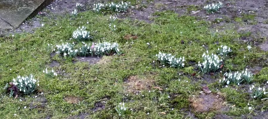 Pierwsze wiosenne kwiaty już zakwitły pod blokiem przy ulicy Czarnieckiego