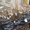 Urząd Miasta w Mławie rozdał 800 drzewek