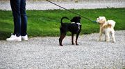Wyższe kary dla nieodpowiedzialnych opiekunów psów. Od soboty także inne zmiany w przepisach [SONDA]