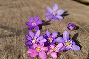 Stanica wodna Perkujki