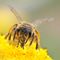 20 maja Światowym Dniem Pszczoły 