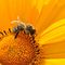Ogólnopolski Wielki Dzień Pszczół
