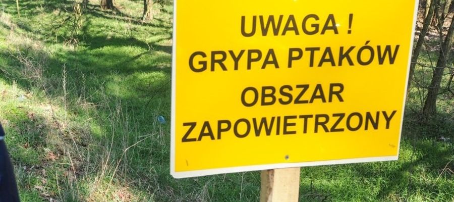 Ptasia grypa w powiecie nowomiejskim. Kolejne ognisko choroby wykryto w Ostaszewie