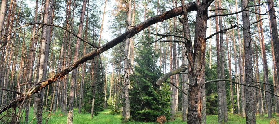 Półwysep zwany „Żydowska Góra” położony jest po wschodniej stronie jeziora Jegocin Duży, przy drodze Pisz – Głodowo
