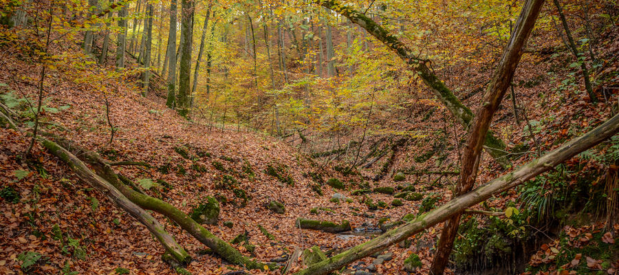 Pierwszego maja w całej Polsce rusza nowy program Lasów Państwowych pod nazwą „Zanocuj w lesie”