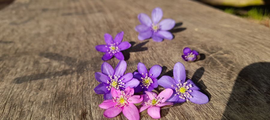 Stanica wodna Perkujki