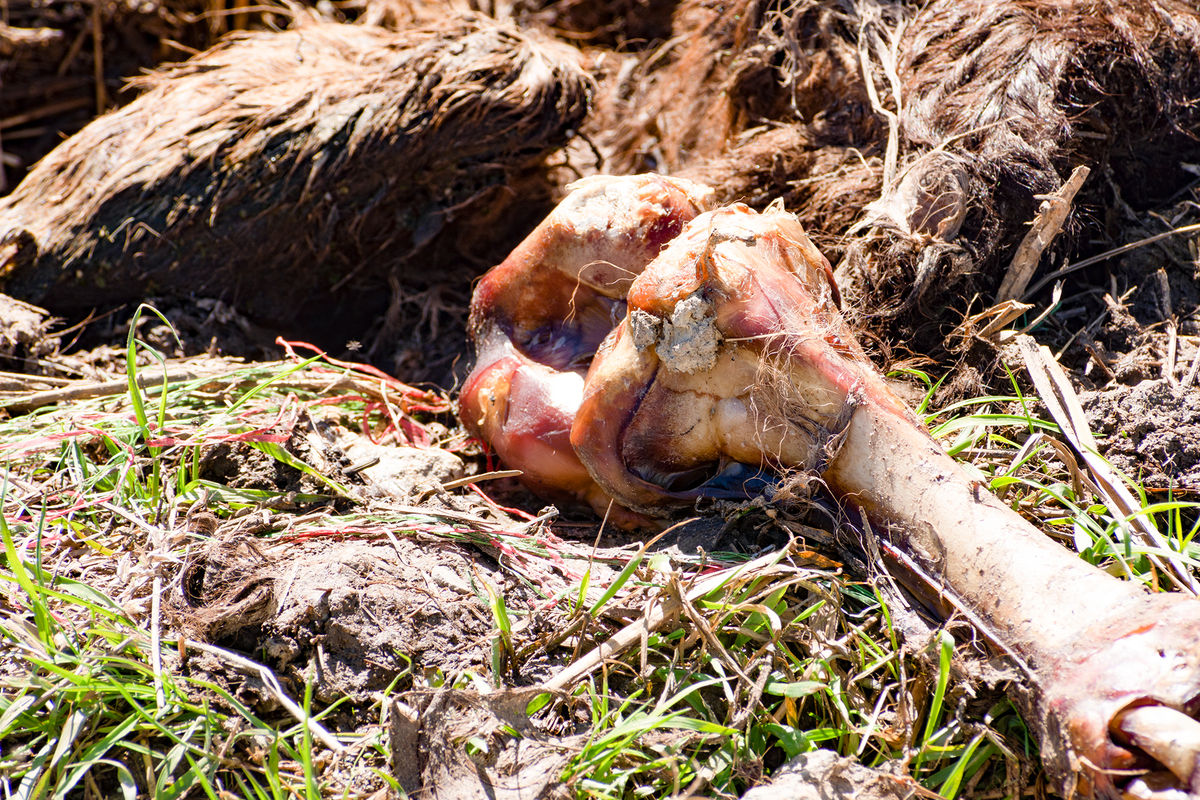 Czaszki oraz inne szczątki martwych zwierząt są zarówno na terenie Nadleśnictwa, jak i prywatnej łące