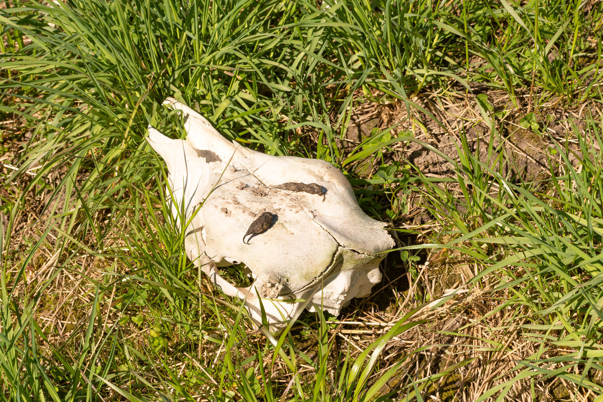Czaszki oraz inne szczątki martwych zwierząt są zarówno na terenie Nadleśnictwa, jak i prywatnej łące