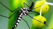 Rodzice uważajcie: w Europie i Polsce pojawia się komar tygrysi, a pomaga mu w tym epidemia koronawirusa!
