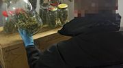 Policjanci zlikwidowali plantację marihuany w Wielbarku. Zatrzymali również 40-letniego „ogrodnika”