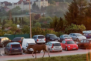 Łoś zwiedza Bartoszyce VIDEO, GALERIA