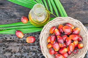 Czym jest olej palmowy?