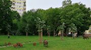 Fotomigawka: Dziki na Dworcowej