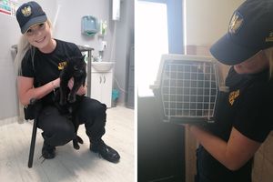 Strażnicy Miejscy pomogli kotu i jego właścicielce