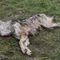 Sprawa o zabicie wilka umorzona. WWF Polska składa zażalenie