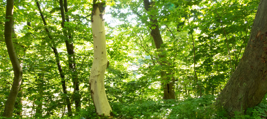 Wandale niszczą drzewa na Górze Zamkowej w Bartoszycach