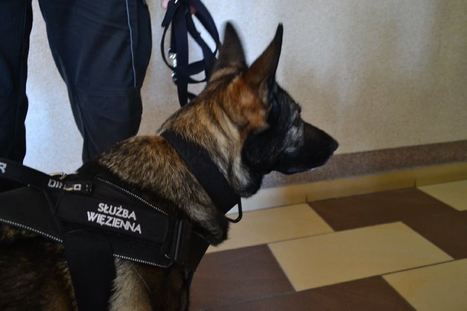 Neris - pies pełniący służbę w Areszcie Śledczym w Olsztynie