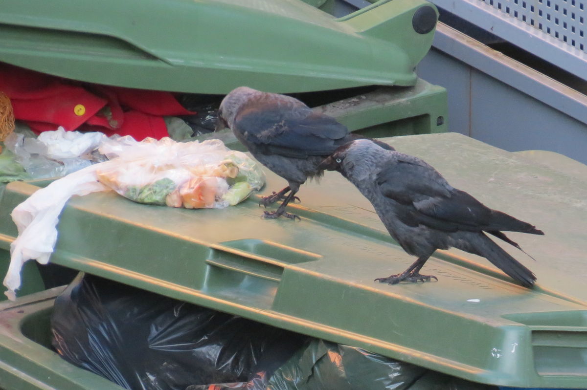 Ptaki rozrzucają pozostawione na śmietnikach jedzenie, które przyciąga szczury