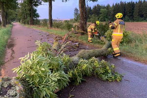Strażacy usuwali drzewa. Jedno spadło na auto