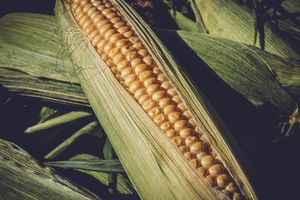 Złóż wniosek o dopłatę do kukurydzy