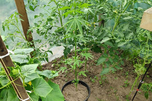 Marihuana wśród pomidorów i ogórków