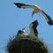  Na Warmii i Mazurach powstaną alternatywne miejsca gniazdowania dla bocianów