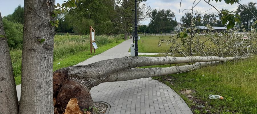 Drzewo powalone na ścieżce nad rzeką Lega w Olecku