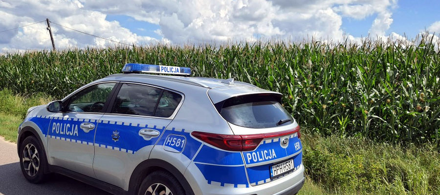 Poszukiwany 27-latek schował się przed policją w kukurydzy
