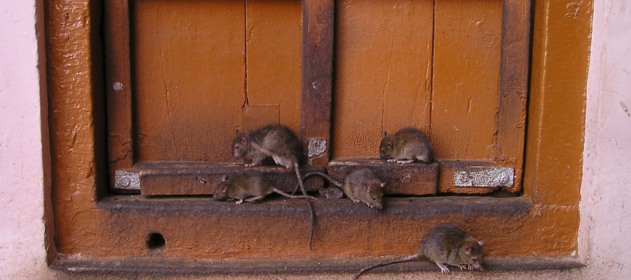 Najwięcej szczurów jest na Zatorzu i w śródmieściu Olsztyna