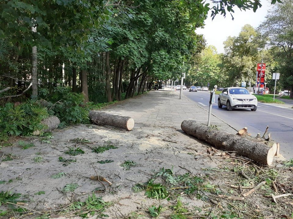 Przewrócone drzewo na al. Wojska Polskiego w Olsztynie