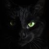 Przesądy: Czy czarne koty naprawdę przynoszą pecha?