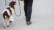 Co zrobić, gdy widzisz psa błąkającego po osiedlu? Grzegorz Gromadzki z olsztyńskiego schroniska: Niestety sam telefon do schroniska nie wystarczy