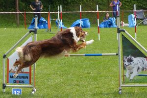Psie zawody agility na festiwalu w Olecku 