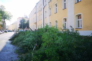 Na ul. Kasprowicza w Olsztynie wycięto całą zieleń