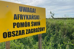 Afrykański pomór świń w Napromku. Obszar zagrożony w gminach Ostróda i Dąbrówno 