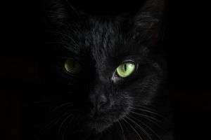 Przesądy: Czy czarne koty naprawdę przynoszą pecha?