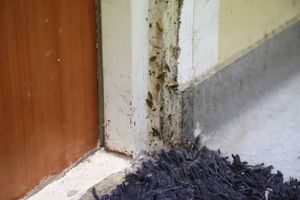 Wracamy do tematu: karaluchy w baraku przy ul. Towarowej w Olsztynie. Mieszkańcy: Boimy się, że jedna dezynsekcja nie pomoże