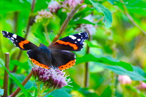 Motyle i inne owady na fotografiach