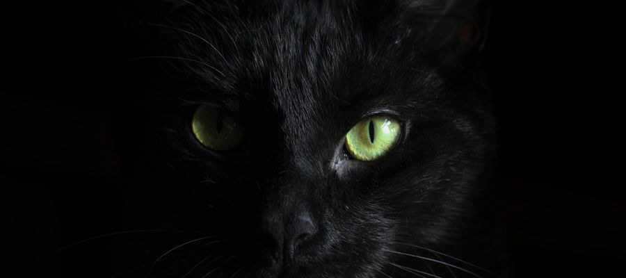 W wielu kulturach czarny kot wcale nie stanowi powodu do obaw