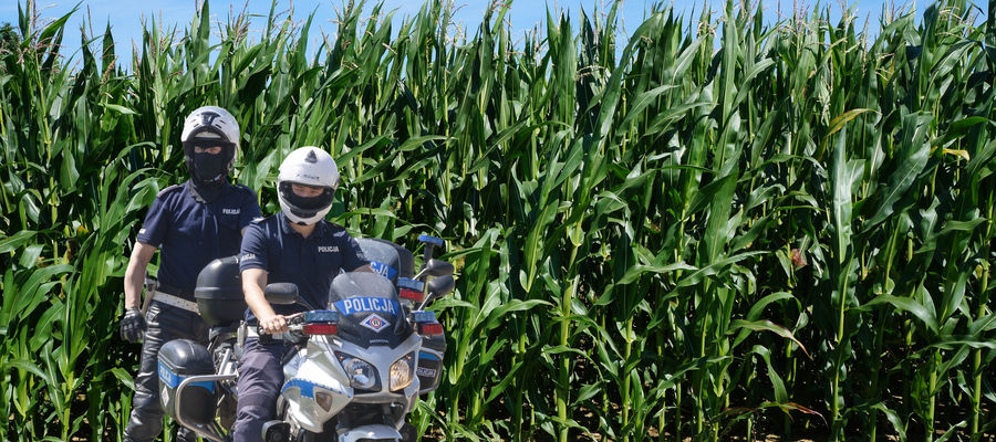 Mieszkaniec gminy Bisztynek wezwał policję na pole kukurydzy