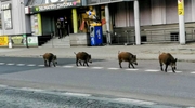 Dziki znowu łączą siły?
