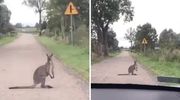 Kangur na mazurskich drogach? To możliwe [VIDEO]