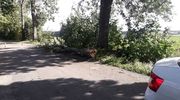 Zamknięto drogę koło Biskupca. Drzewa stanowią zagrożenie