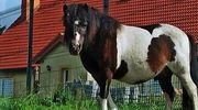 Konie uciekły właścicielowi i przechadzały się środkiem jezdni