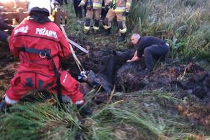 Nietypowa akcja strażaków: koń uwięziony w torfowisku