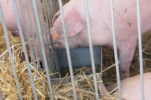 Kolejna hodowla świń w gminie Lubawa ogniskiem ASF